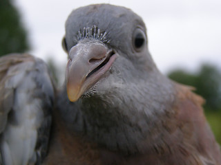 Image showing Columba Palumbus, Woodpigeon