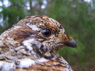 Image showing Tetrastes bonasia