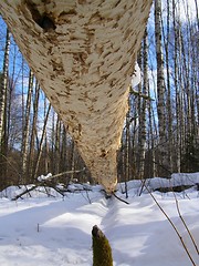 Image showing Work of the beaver