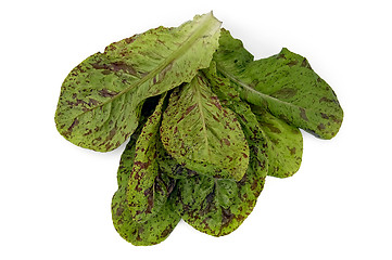 Image showing Beam spotted salad