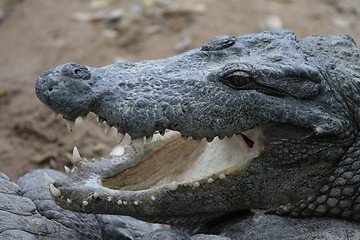 Image showing Croc close-up