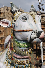 Image showing Holy cow in India