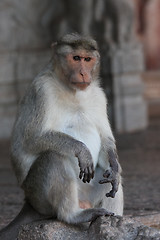 Image showing Macaque in a temple in Hampi, India