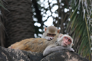 Image showing Delousing monkeys