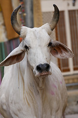 Image showing Holy cow