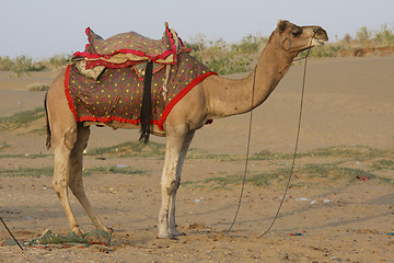 Image showing Camel