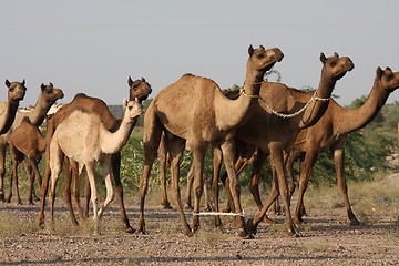 Image showing Camels