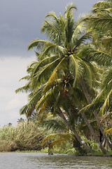 Image showing Coconut tree by the water in Kerala backwaters, India
