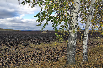 Image showing Haystack on arable land with birch