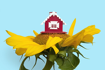 Image showing House on sunflower