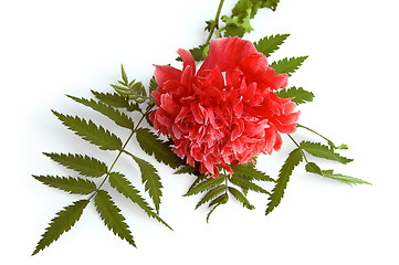 Image showing Red Poppy Decorative