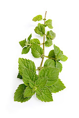 Image showing Sprig of mint