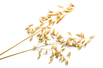 Image showing Stalks of oats