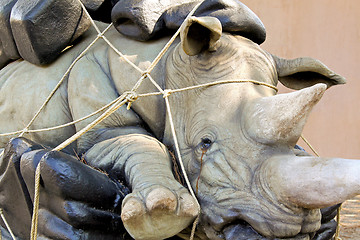 Image showing Sad rhino