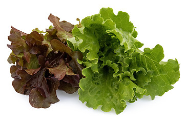 Image showing Two kinds of lettuce