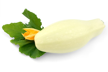 Image showing White squash