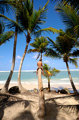 Image showing Man sitting on palm