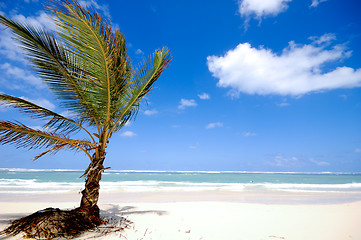 Image showing Palm on beach