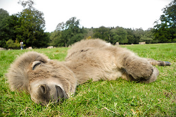 Image showing Sleeping donkey