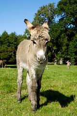 Image showing Young donkey