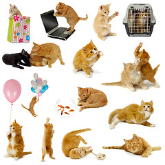 Image showing Cat collection on white background