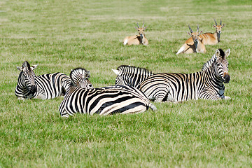 Image showing Group of zebras