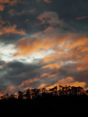 Image showing Sunset in forest