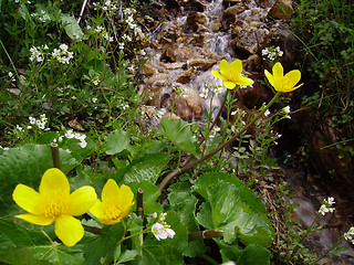 Image showing Mountain spring