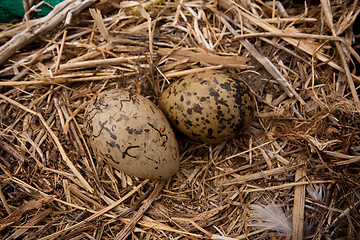 Image showing Gulls nest