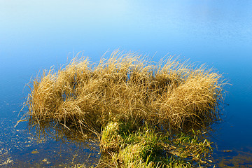 Image showing Reeded in the reservoir (II)