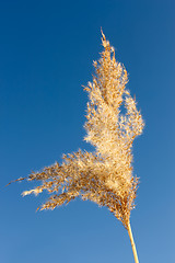 Image showing Inflorescence reed 