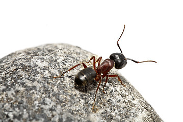 Image showing Curious ant