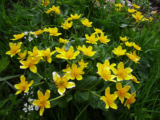 Image showing Yellow flowers