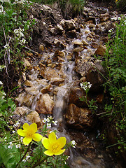 Image showing Spring