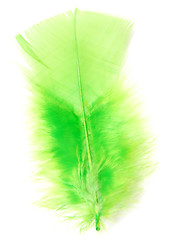 Image showing green feather