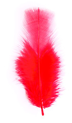 Image showing red feather