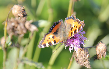Image showing Butterfly on the flower.