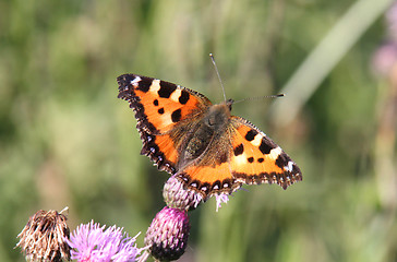 Image showing Butterfly on the flower.