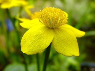 Image showing Buttercup Flower
