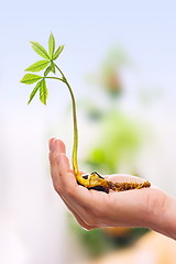 Image showing Chestnut sprout in hand