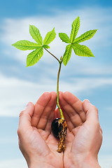 Image showing Chestnut sprout in hand