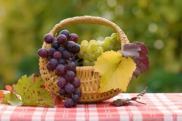 Image showing Grapes in small basket