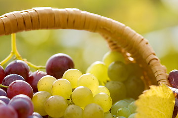 Image showing Grapes macro