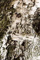 Image showing Birch bark texture for background or pattern use