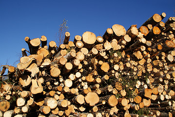 Image showing Stacked Wood for Renewable Energy