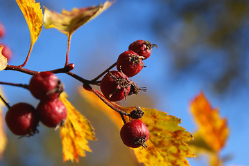 Image showing Red Autumn Berries