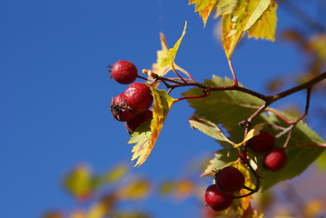 Image showing Red Berries Blue Sky