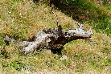 Image showing disproved tree trunk lying on the meadow