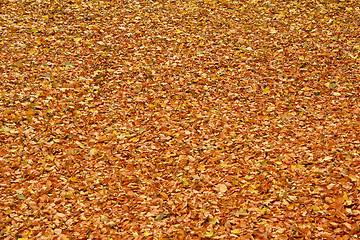 Image showing fallen leaves on the ground in the park in autumn for background or texture use