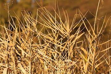 Image showing very nice autumn reed with blurry background